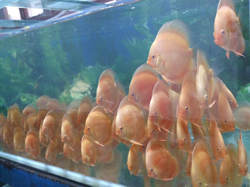 mua cá đĩa đẹp giá rẻ ở đâu tại TPHCM Hà Nội