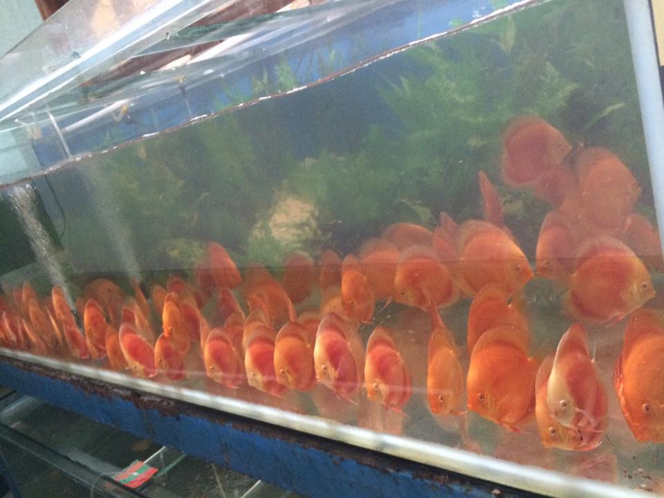 mua cá đĩa đẹp giá rẻ ở đâu tại TPHCM Hà Nội